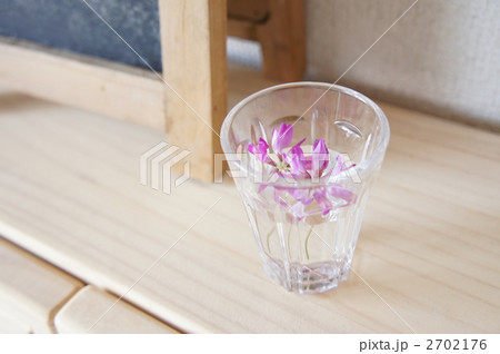 コップに飾ったレンゲソウ コップに飾ったレンゲソウ 2702176