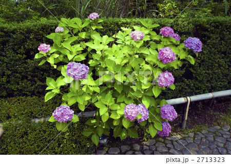紫陽花 2713323