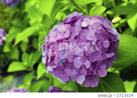 紫陽花 紫陽花 2713324