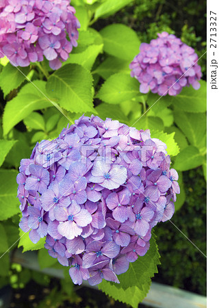 紫陽花 紫陽花 2713327