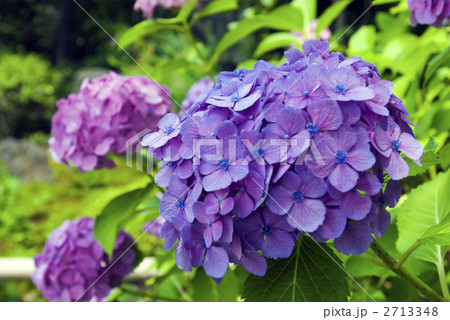 紫陽花 2713348