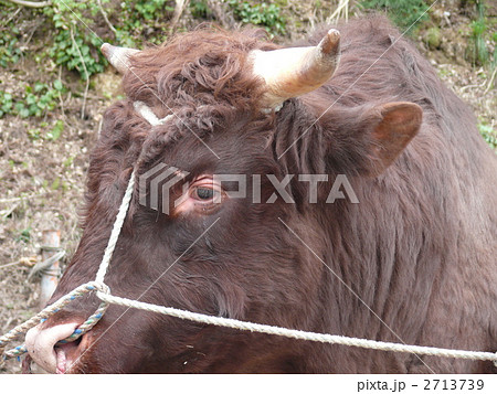 小地谷の闘牛の涙 2713739