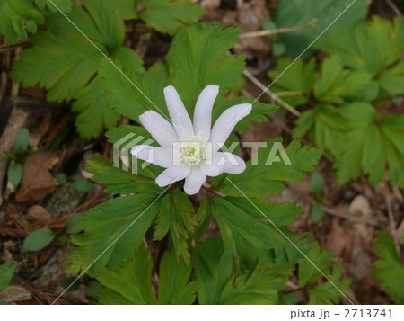 菊咲き一輪草 2713741