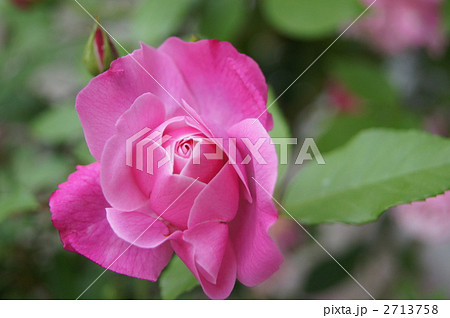 薔薇：長春花 2713758