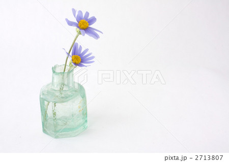 ブルーデイジーの写真素材 [2713807] - PIXTA