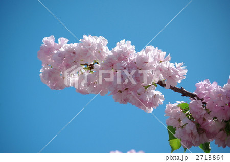 ヤエベニトラノオ ヤエベニトラノオ 2713864