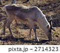 野生のトナカイ 2714323