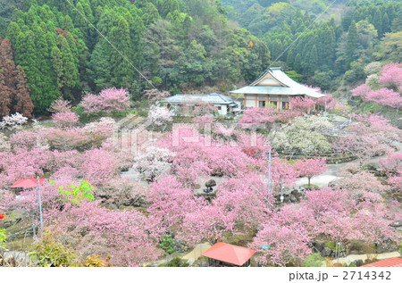 一心寺 一心寺 2714342