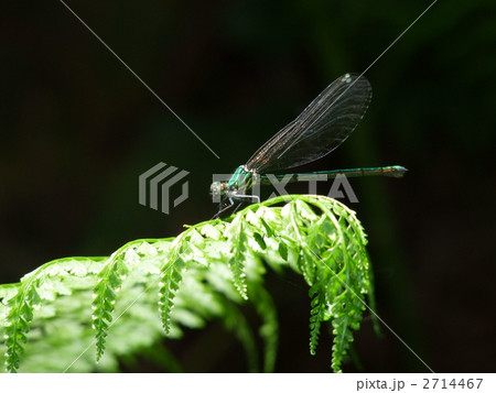 アオイトトンボ アオイトトンボ 2714467