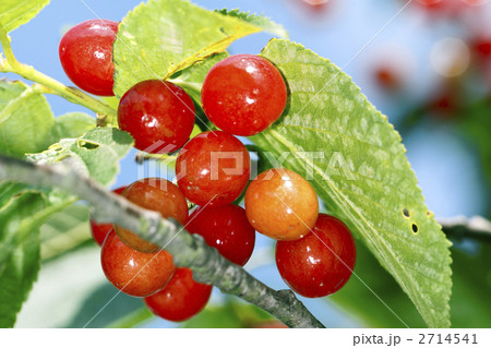 サクランボ 2714541
