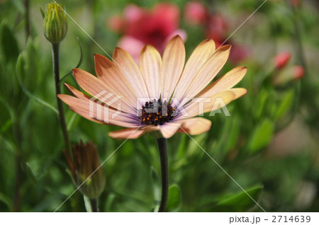 オステオスペルマム 2714639