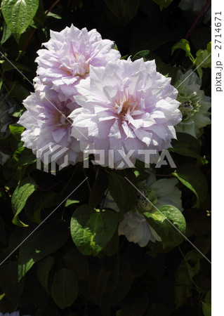 クレマチス（ベル・オブ・ウォッキング） 2714671