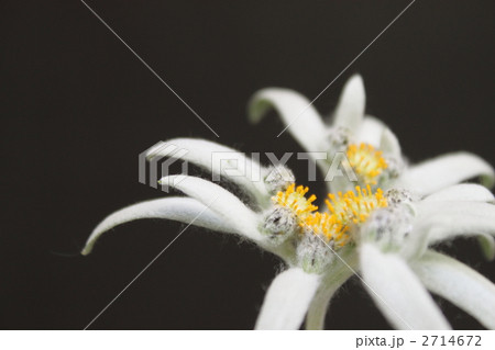 エーデルワイス 2714672