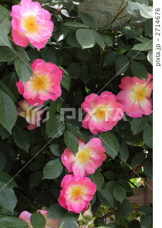 バラ(エルフルト) バラ(エルフルト) 2714676