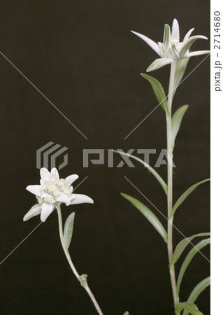 エーデルワイス 2714680