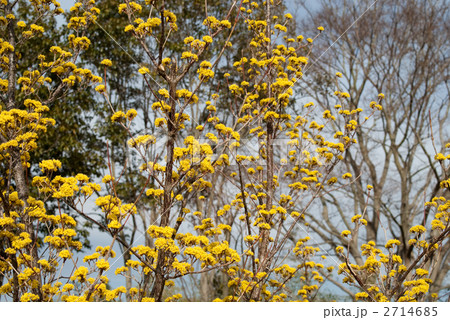 サンシュユの花 2714685