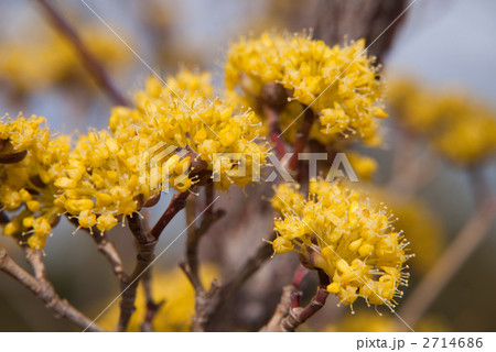 サンシュユの花 2714686