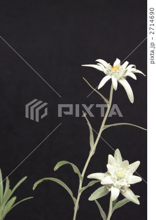 エーデルワイス エーデルワイス 2714690