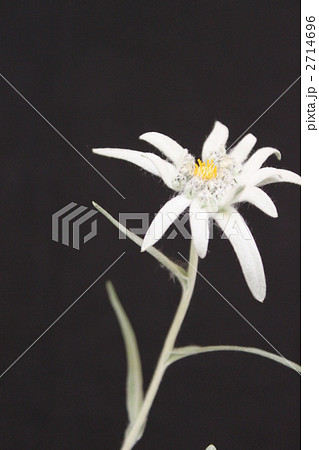 エーデルワイス 2714696