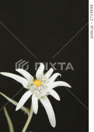 エーデルワイス 2714698