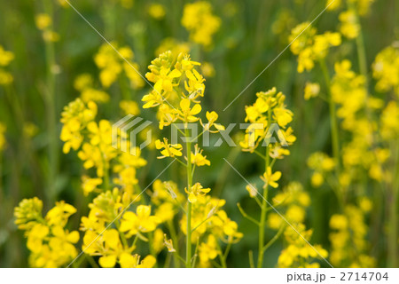 セイヨウカラシナの花 2714704