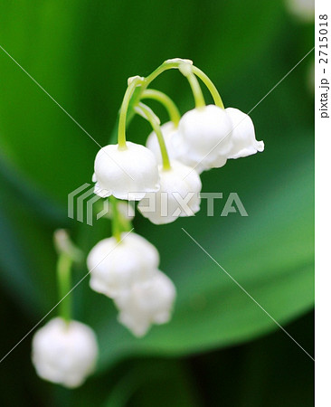 スズラン スズラン 2715018