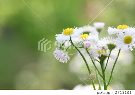 ヘラバヒメジョオン 2715131