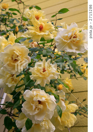 満開の黄色い薔薇の花 2715286