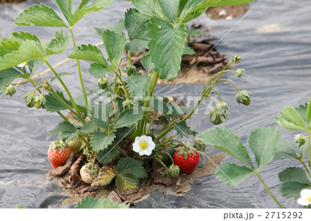 露地栽培のイチゴの白い花の写真素材