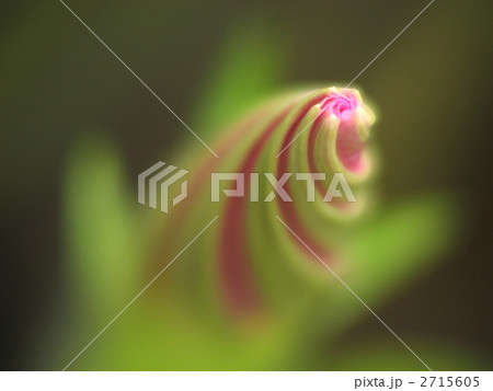 朝顔のつぼみ 2715605