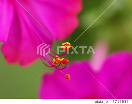 オシロイバナ オシロイバナ 2715655