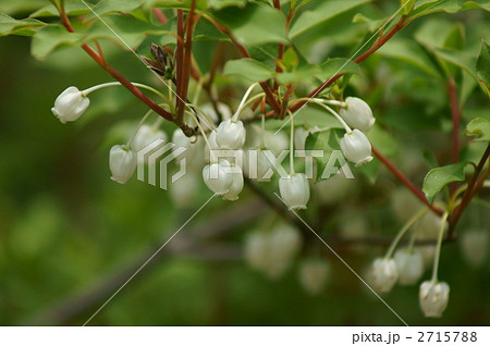 灯台躑躅どうだんつつじ　またの名を満天星躑躅 2715788