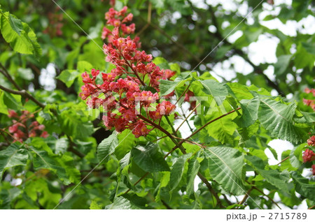 紅花栃の木が満開です 2715789