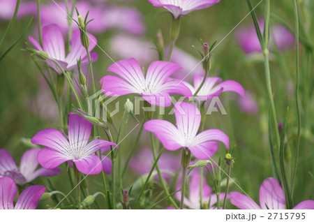 麦仙翁 ムギセンノウ　の花が満開です 2715795