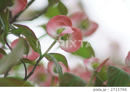 薄紅色の花水木　まだ開いていません 2715798