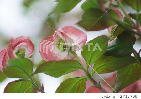 薄紅色の花水木 まだ開いていません 薄紅色の花水木 まだ開いていません 2715799