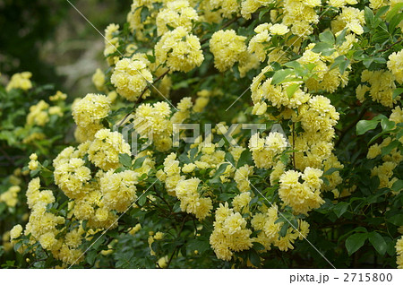 クリーム色の木香薔薇 ほのかないい香りの写真素材