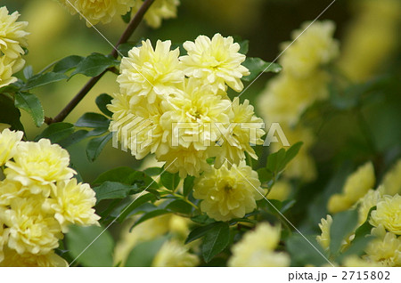 クリーム色の木香薔薇　ほのかないい香り 2715802