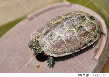クサガメ 2716037