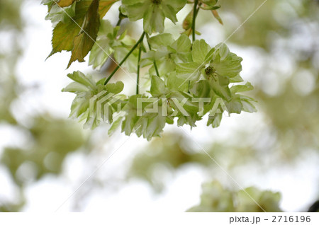 満開のウコンザクラ 満開のウコンザクラ 2716196