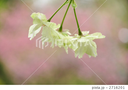 満開のウコンザクラ 満開のウコンザクラ 2716201