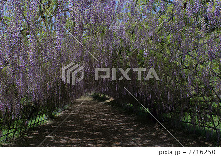 河内藤園 河内藤園 2716250