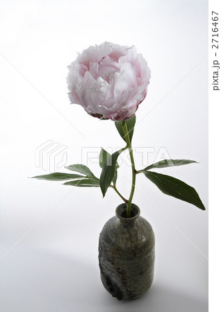 美しいシャクヤク・サラベル4 美しいシャクヤク・サラベル4 2716467