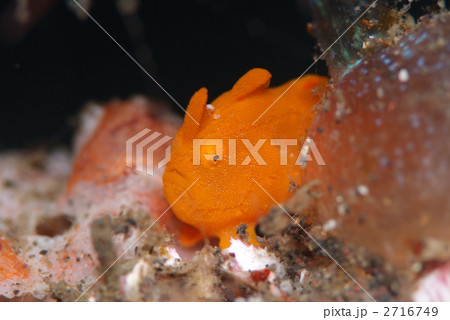 カエルアンコウ 2716749