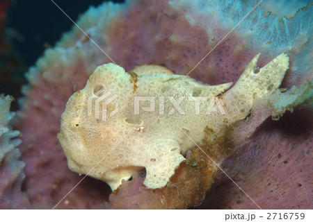 カエルアンコウ 2716759