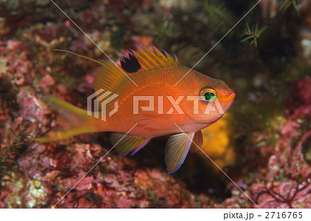 サクラダイ 2716765