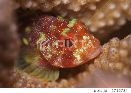 カスリフサカサゴ 2716784