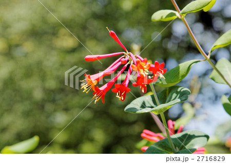 濃いオレンジ色のツキヌキニンドウの花  2716829