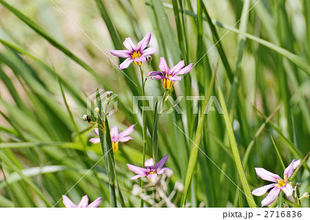 薄い赤紫色のニワゼキショウの花 2716836