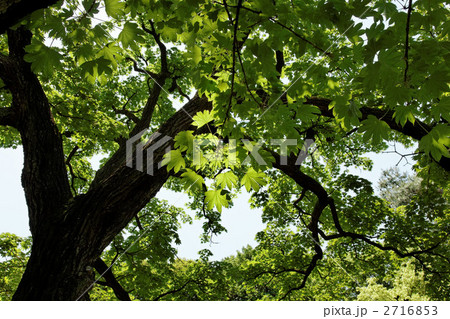若葉と新緑のハリギリの木  2716853
